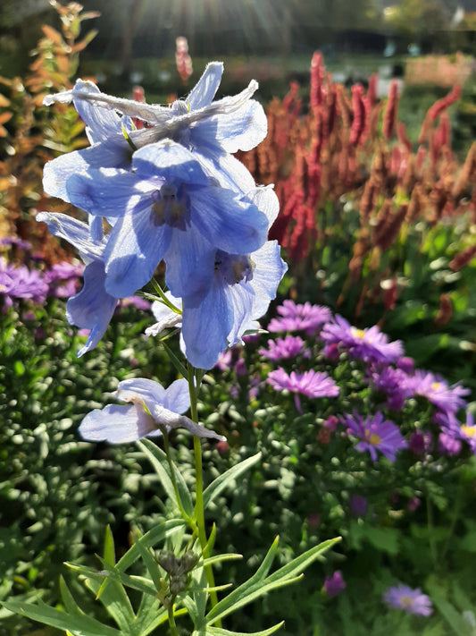 Delphinium × belladonna 'Cliveden Beauty' Verzweigter Rittersporn