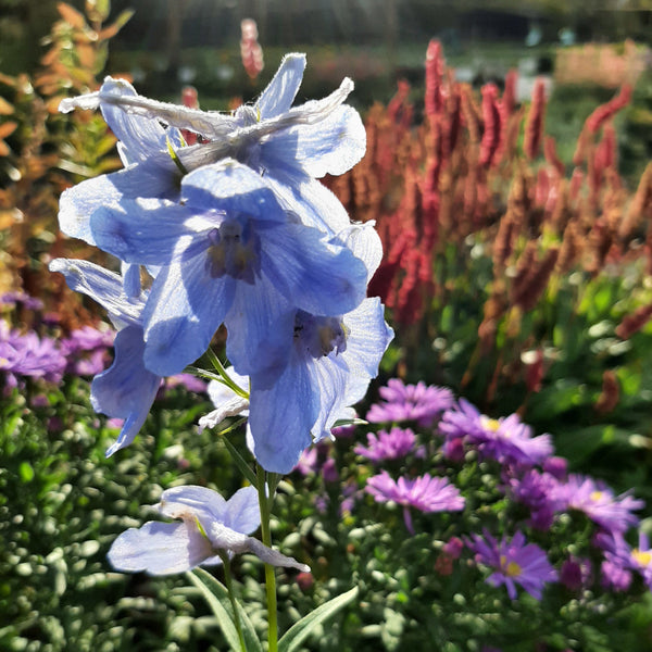 Delphinium × belladonna ‘Cliveden Beauty’