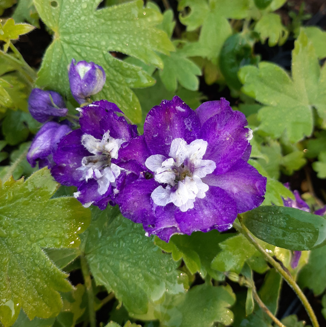 Delphinium × cultorum Pacific ‘King Arthur’ Blüte
