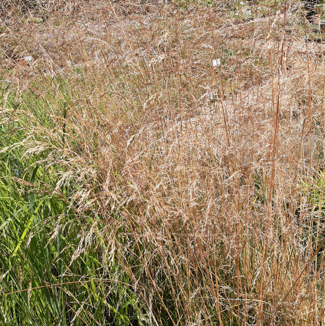 Deschampsia cespitosa ‘Waldschrat’