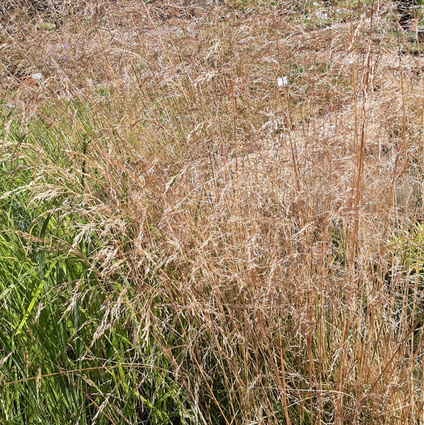 Deschampsia cespitosa ‘Waldschrat’