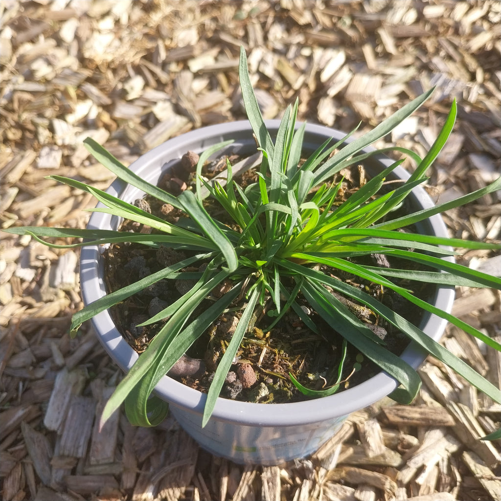 Dianthus carthusianorum Kartäuser-Nelke