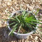 Dianthus carthusianorum Kartäuser-Nelke