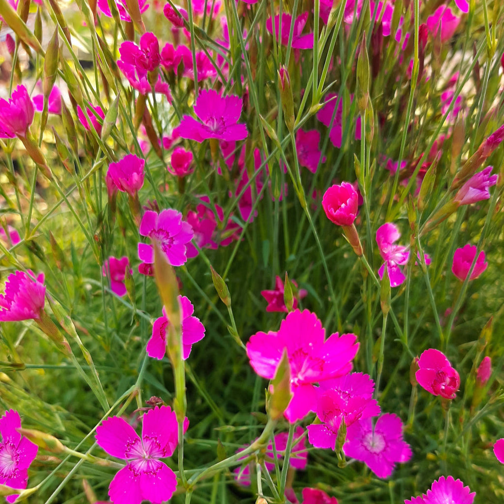 Dianthus deltoides 'Roseus' Heide-Nelke