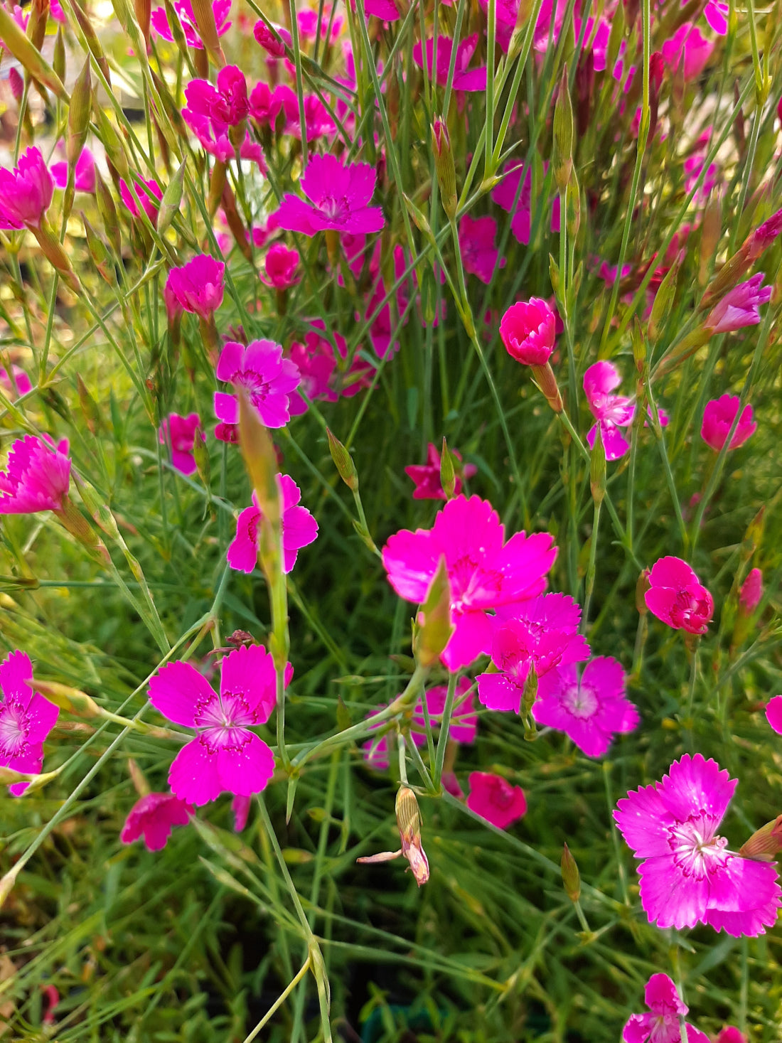 Dianthus deltoides 'Roseus' Heide-Nelke