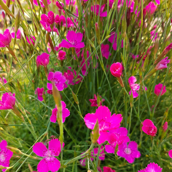 Dianthus deltoides 'Roseus' Heide-Nelke