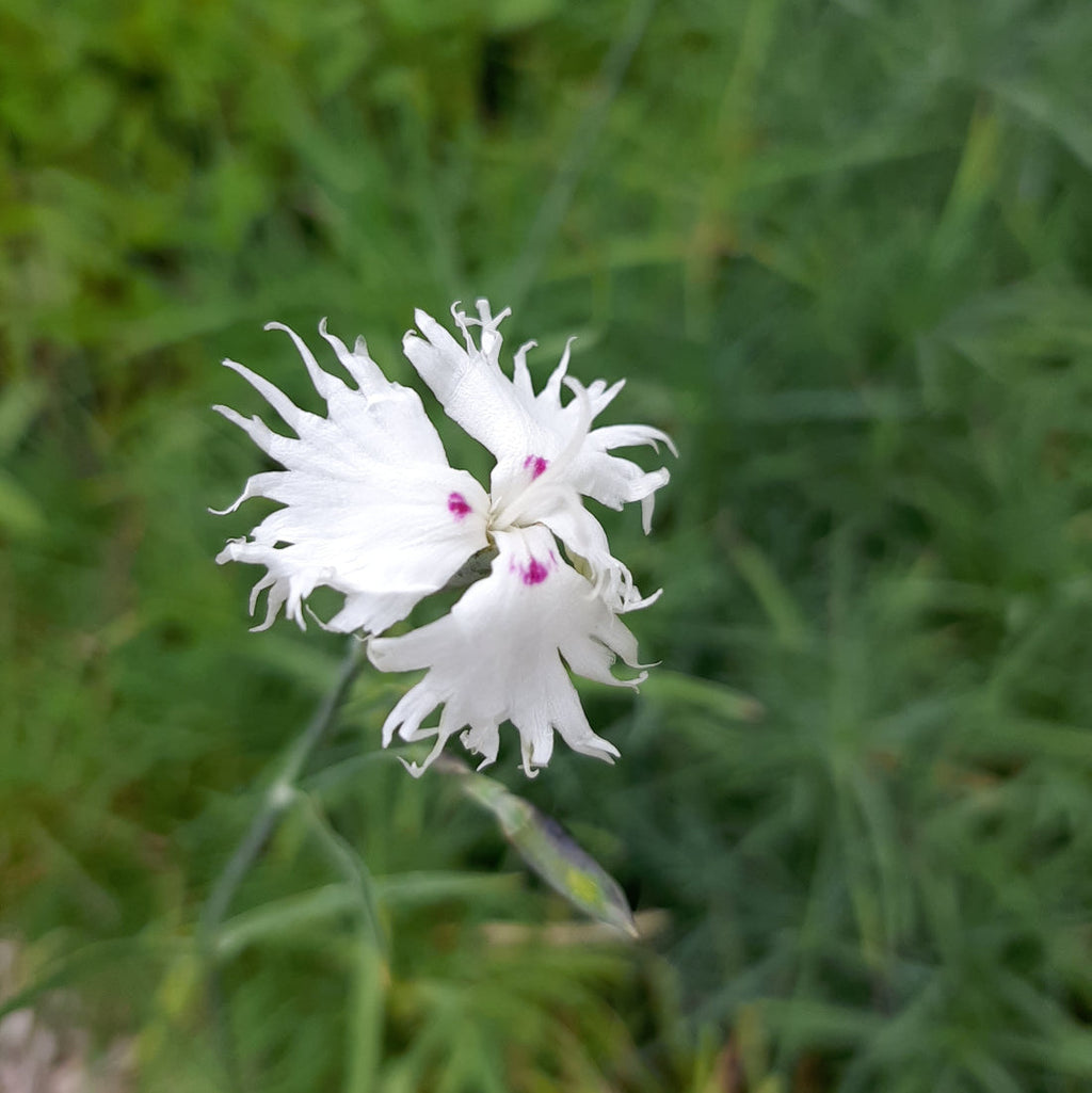 Dianthus spiculifolius