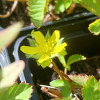 Duchesnea indica Scheinerdbeere, Trugerdbeere Blüte