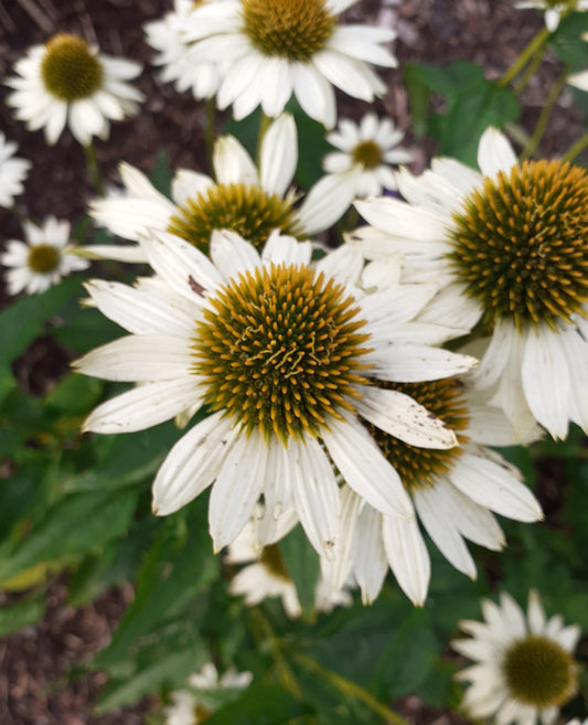 Echinacea purpurea 'Alba' Scheinsonnenhut