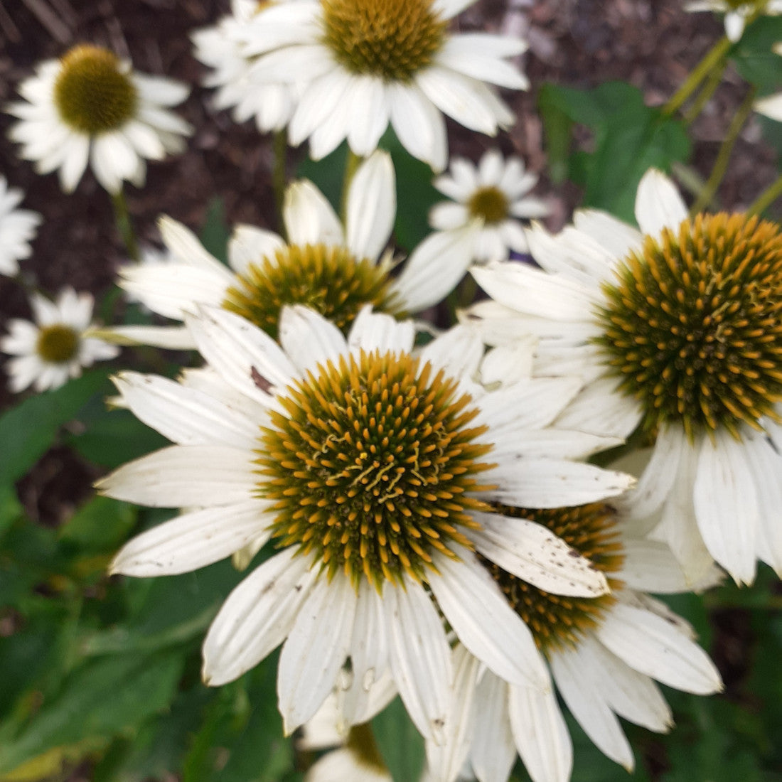 Echinacea purpurea ‘Alba’
