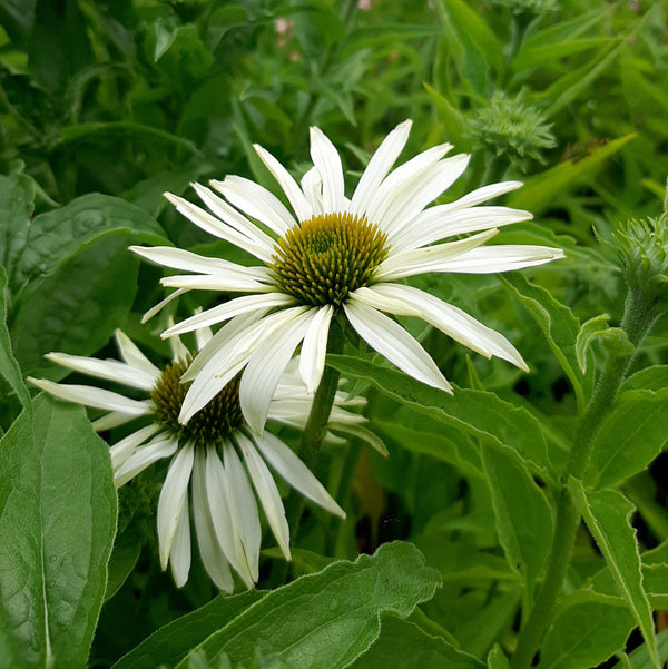 Echinacea purpurea ‘Baby Swan White’