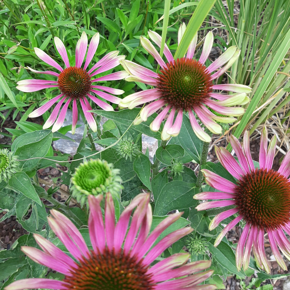 Echinacea purpurea ‘Green Twister’
