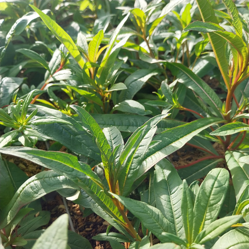 Epilobium angustifolium Schmalblättriges Weidenröschen