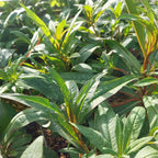 Epilobium angustifolium Schmalblättriges Weidenröschen