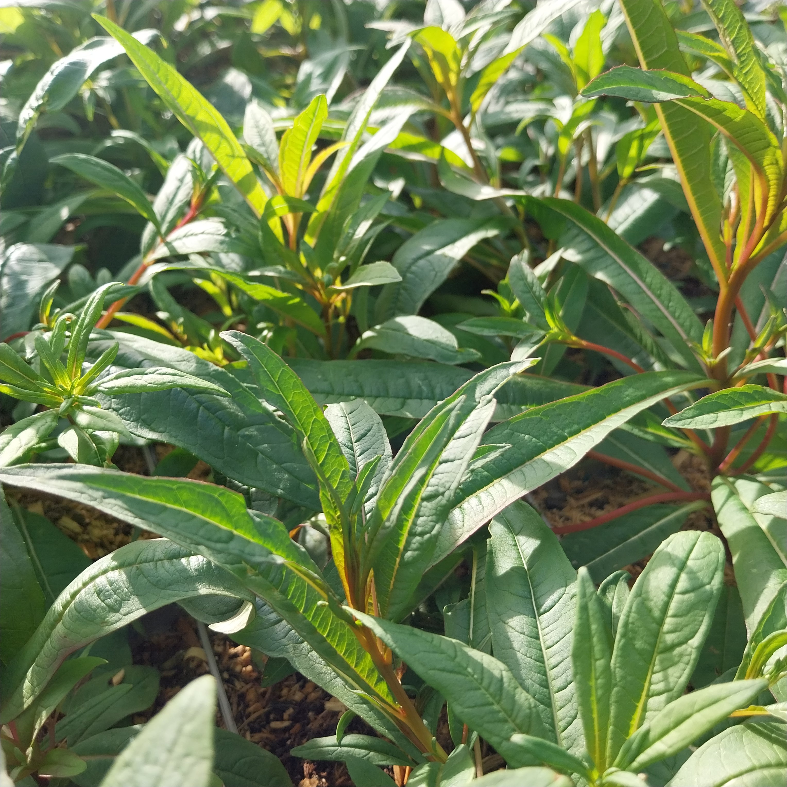 Epilobium angustifolium Schmalblättriges Weidenröschen