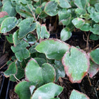 Epimedium × perralchicum 'Frohnleiten' Garten-Elfenblume im Topf