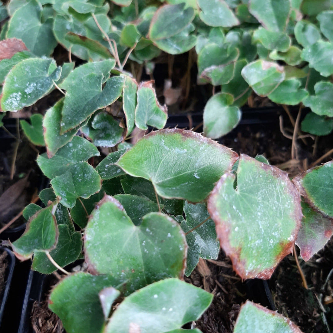 Epimedium × perralchicum 'Frohnleiten' Garten-Elfenblume im Topf