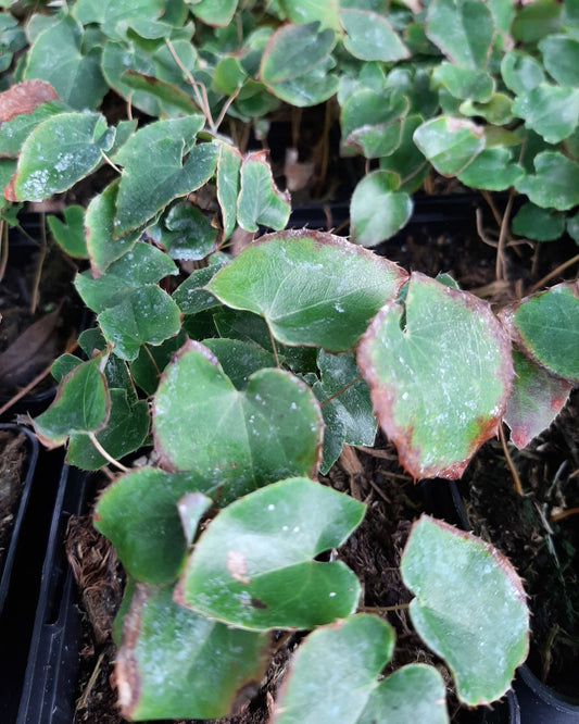 Epimedium × perralchicum 'Frohnleiten' Garten-Elfenblume im Topf