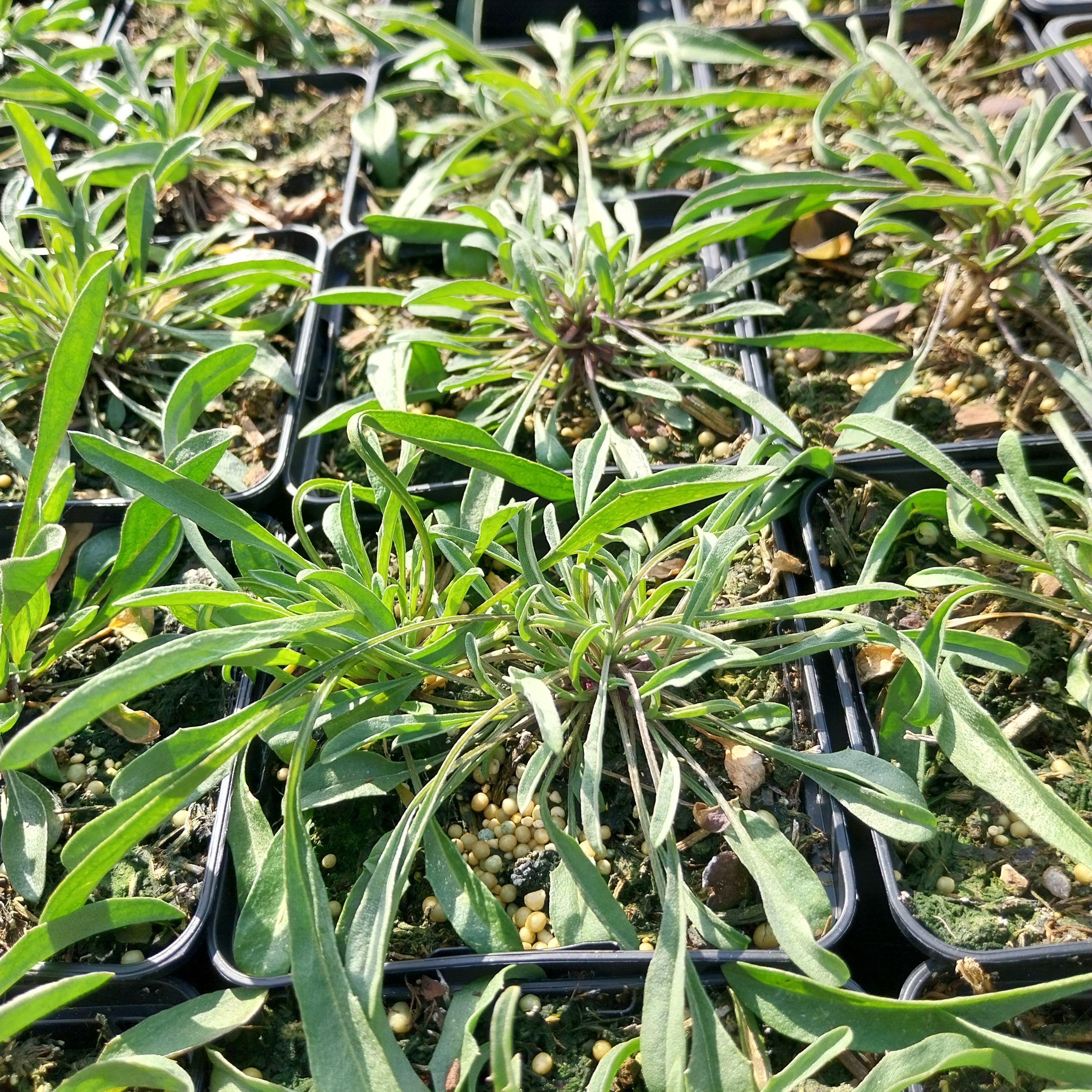 Erysimum rhaeticum