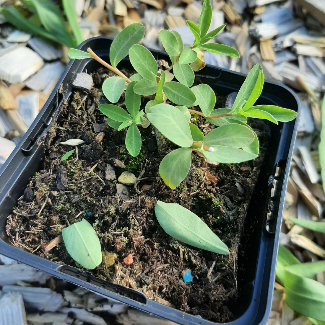 Euphorbia ceratocarpa
