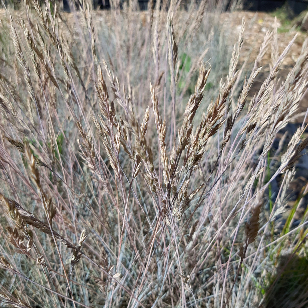Festuca cinerea 'Uchte'
