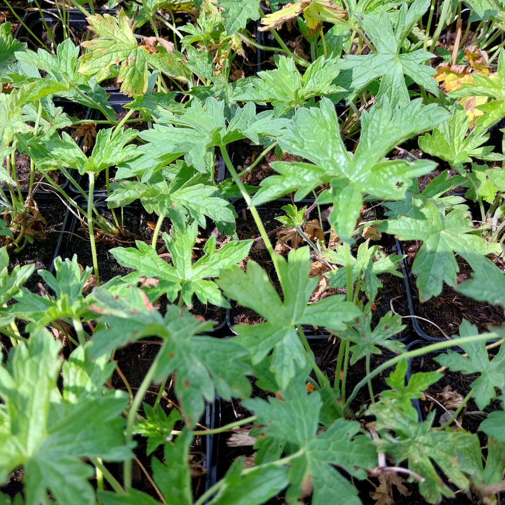 Geranium endressii -Storchschnabel