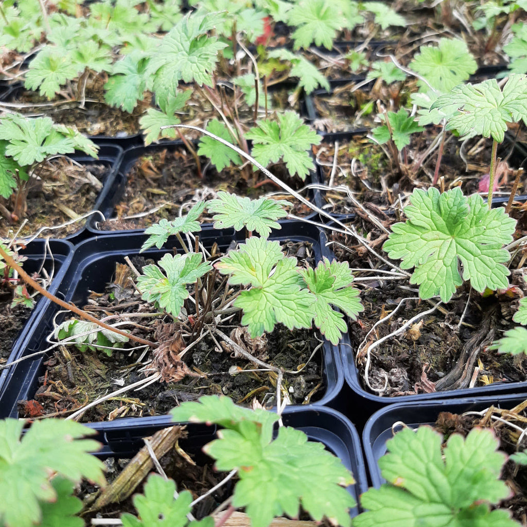 Geranium himalayense 'Alpinum'Storchschnabel