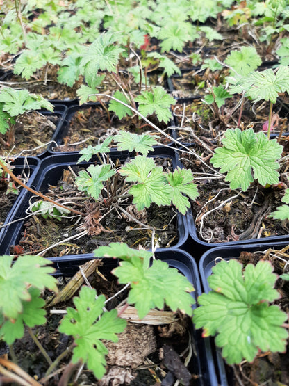 Geranium himalayense 'Alpinum' Himalaya-Storchschnabel