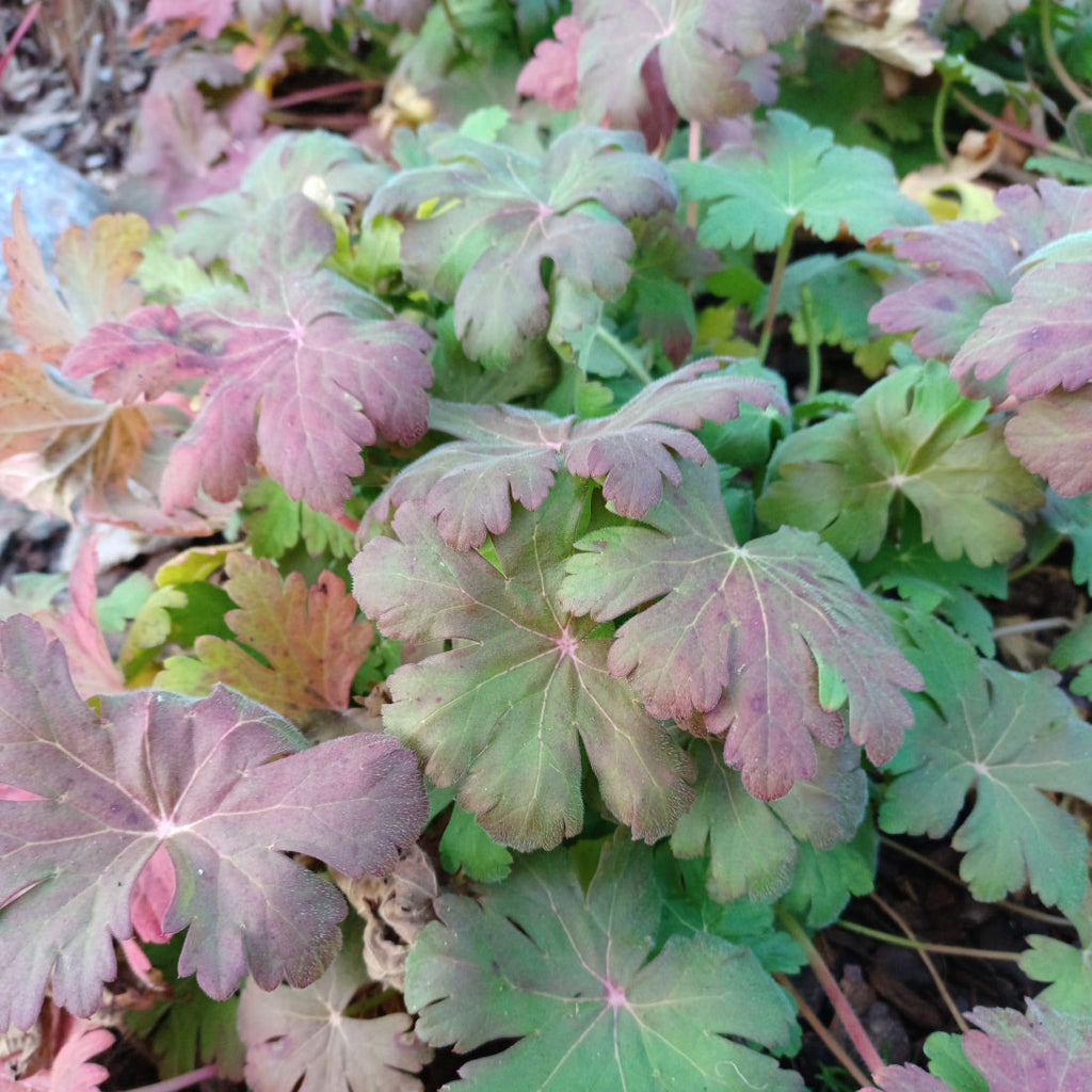 Geranium macrorrhizum 'Ingwersen'
