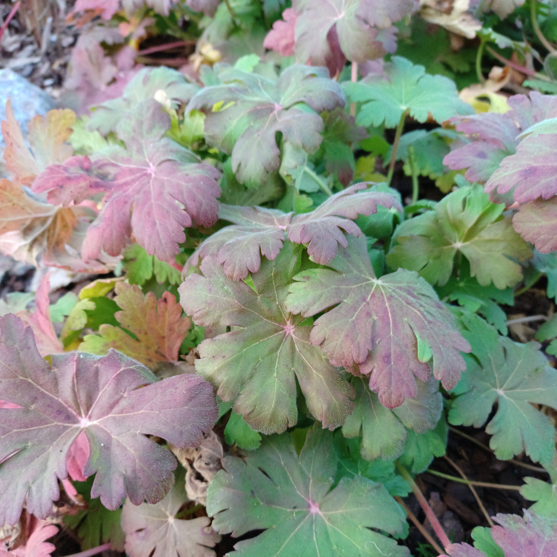 Geranium macrorrhizum 'Ingwersen'
