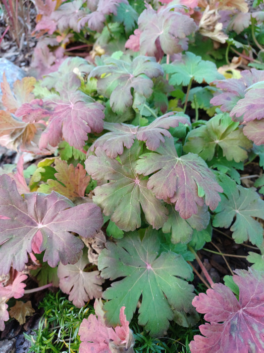 Geranium macrorrhizum 'Ingwersen' Storchschnabel