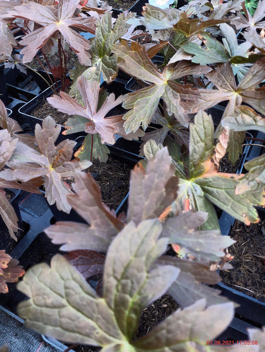 Geranium maculatum 'Schokoprinz' Braunblättriger Storchschnabel