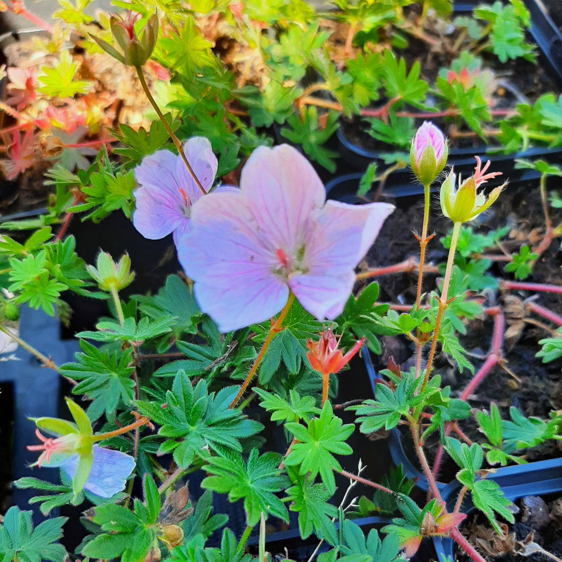 Geranium sanguineum var. striatum