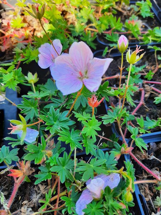 Geranium sanguineum var.prostratum  Blut-Storchschnabel