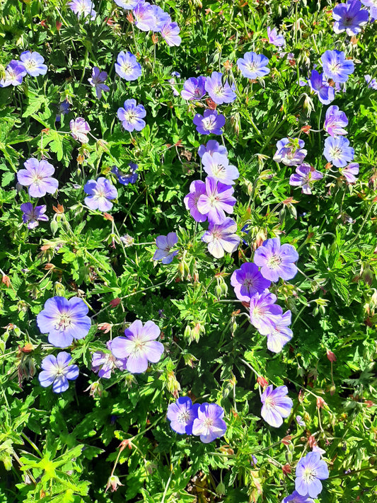 Geranium wallichianum 'Rozanne' Storchschnabel