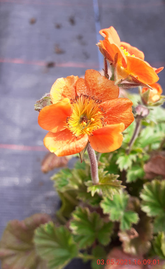 Geum coccineum 'Borisii Strain'  Nelkenwurz