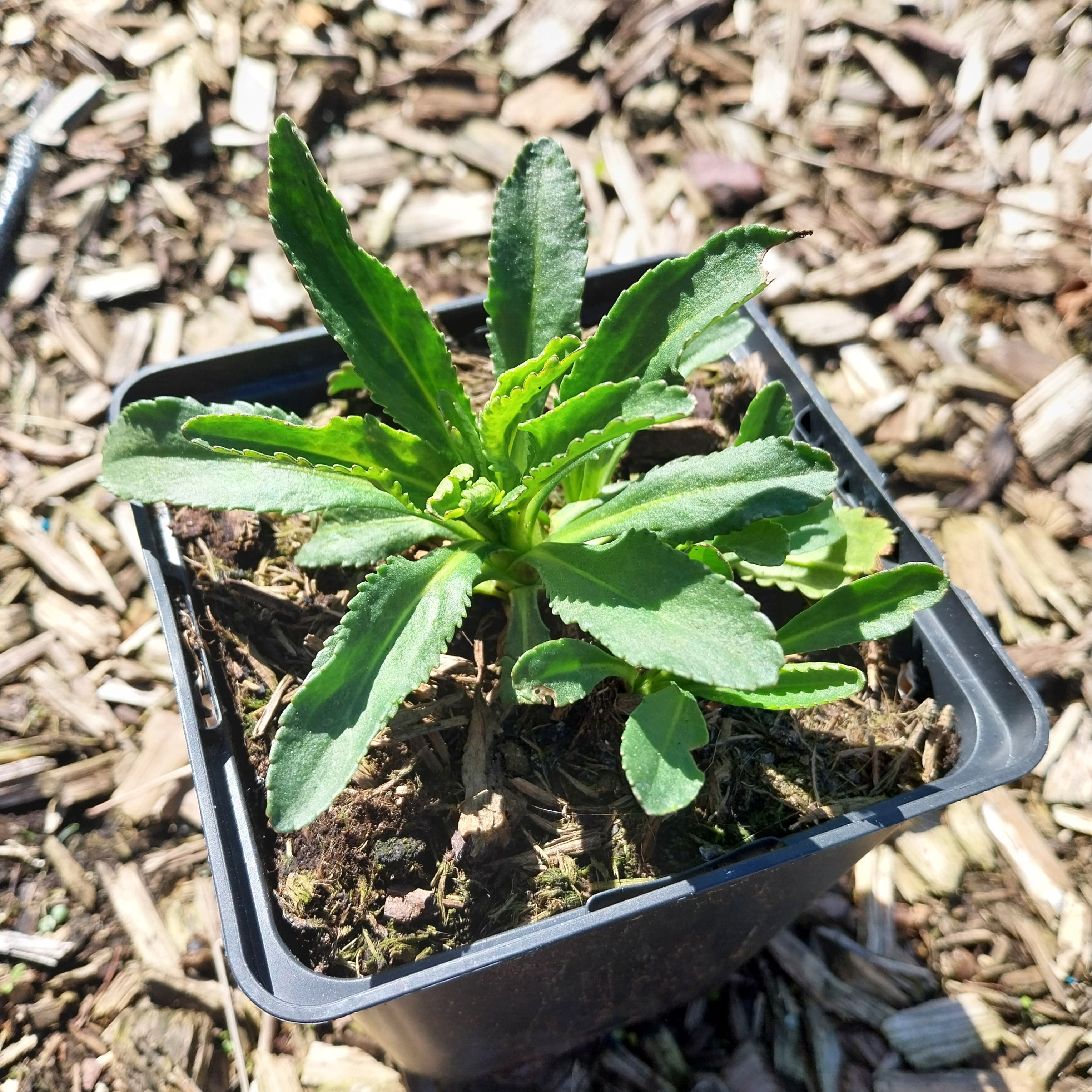  Großblumige Margerite Leucanthemum × superbum 