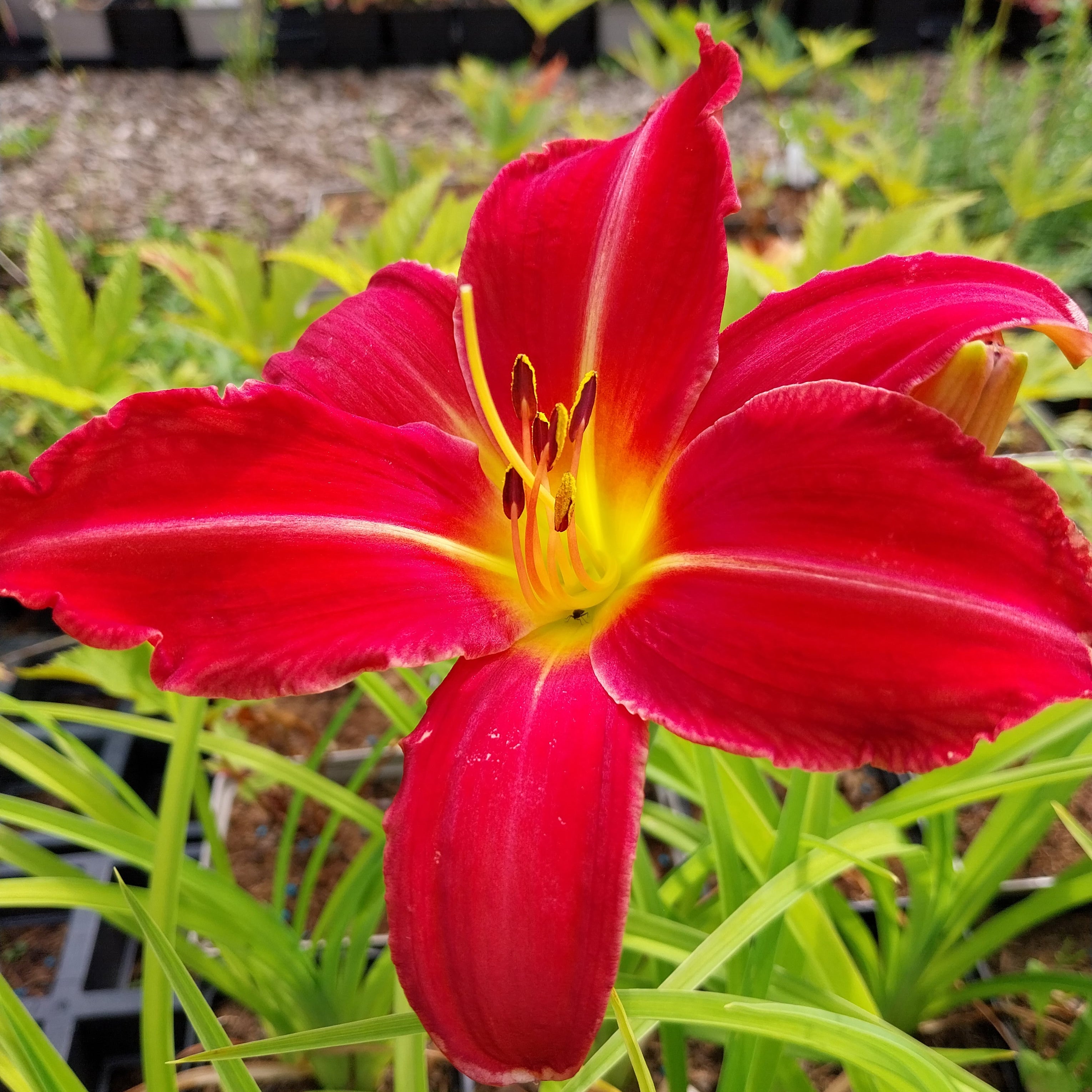 Hemerocallis × cultorum 'Muffin'