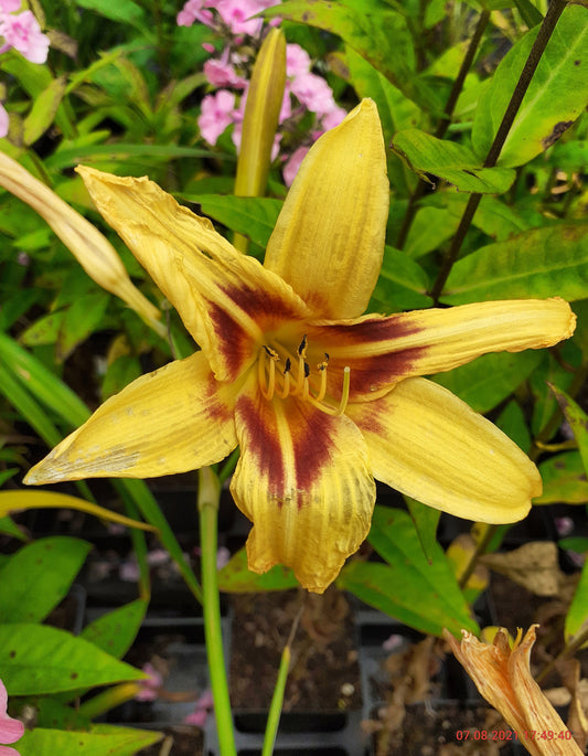 Hemerocallis cultorum 'Bonanza' Taglilie