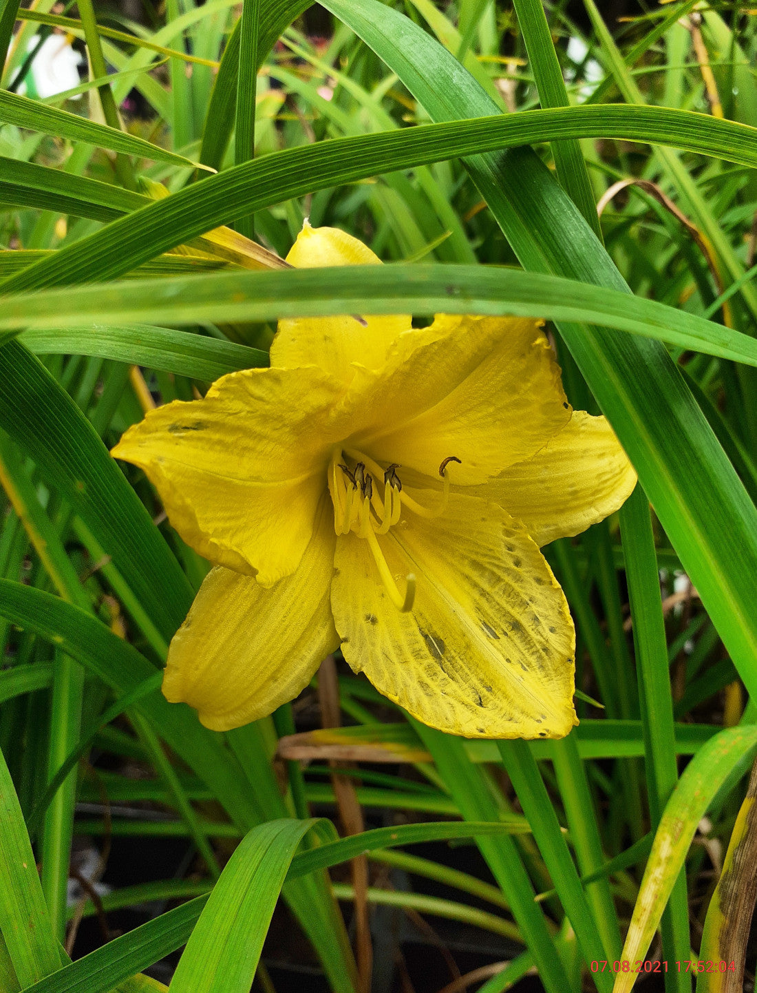 Hemerocallis cultorum 'Corky' Taglilie