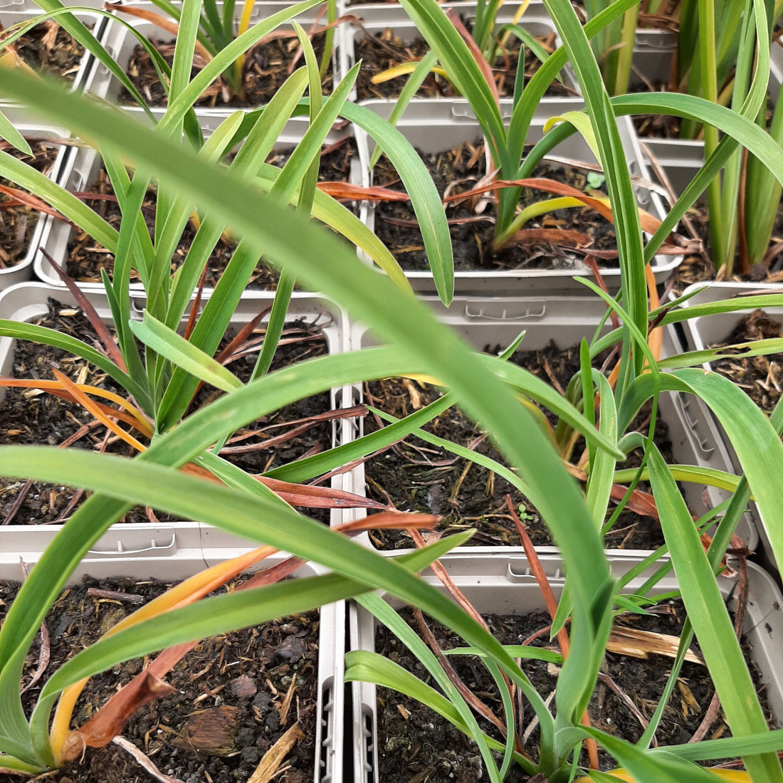 Hemerocallis × cultorum 'Autumn Red'