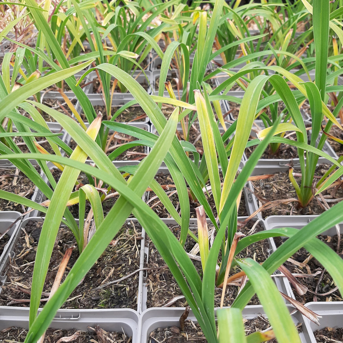 Hemerocallis × cultorum 'Siloam Nugget'