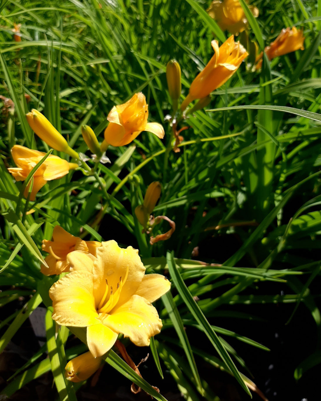 Hemerocallis × cultorum 'Stella de Oro' Taglilie im Beet