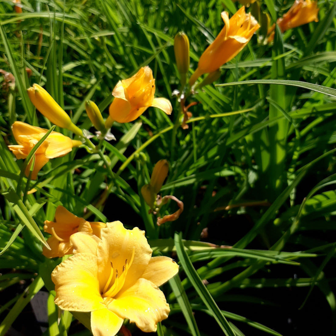 Hemerocallis × cultorum 'Stella de Oro' Taglilie im Beet