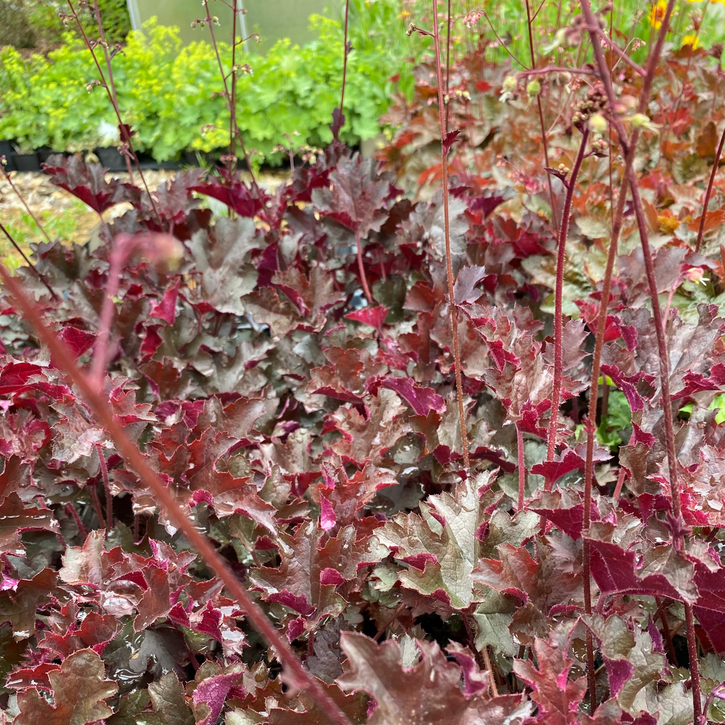 Heuchera micrantha 'Purple Petticoats'
