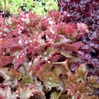 Heuchera micrantha 'Rachel'