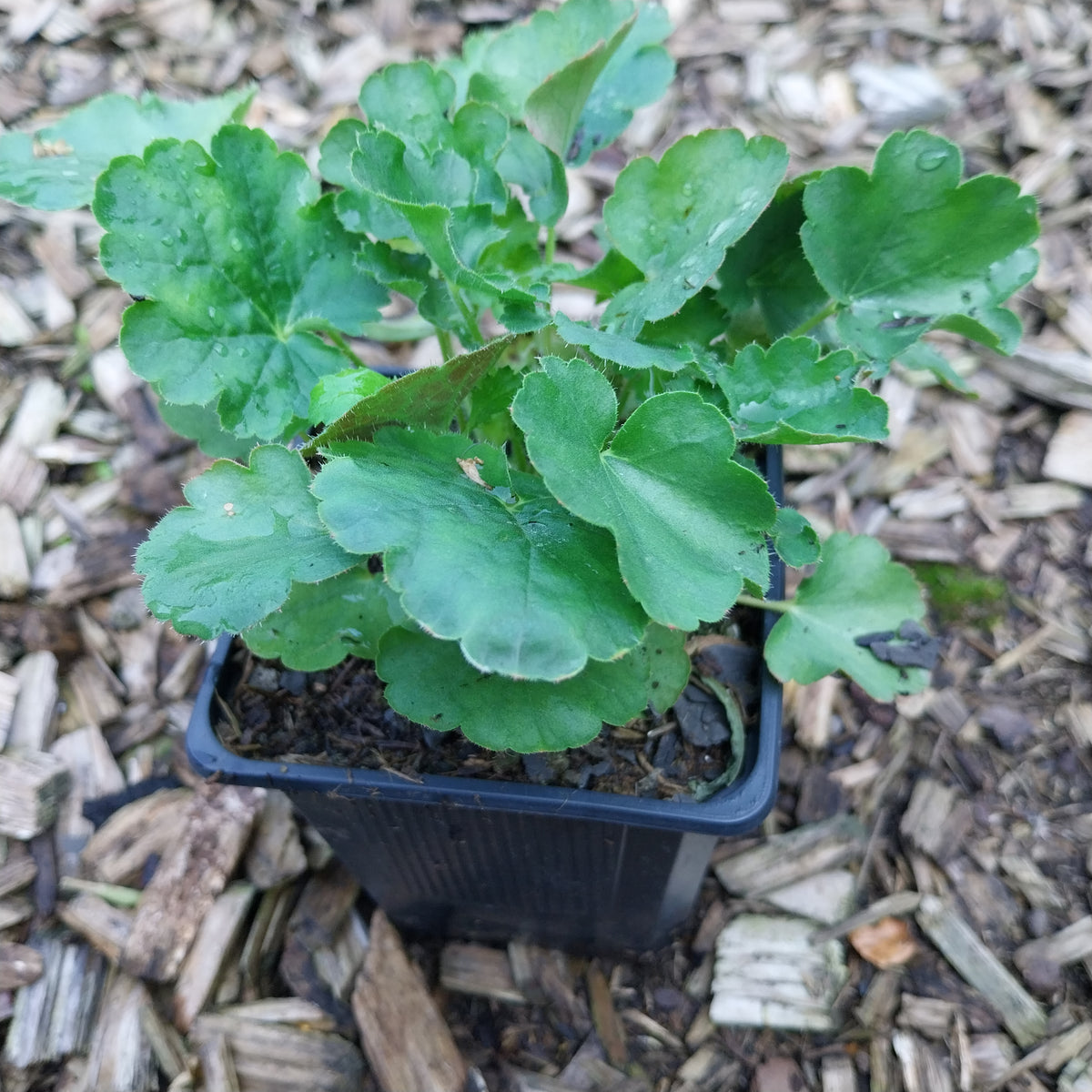 Heuchera sanguinea ‘Coral Petite’ Rotblühendes Purpurglöckchen