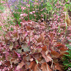 Heuchera micrantha 'Rachel'