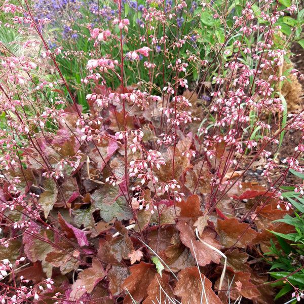 Heuchera micrantha 'Rachel'