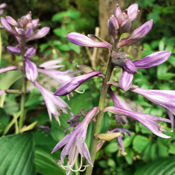 Hosta × fortunei 'Hyacinthina'